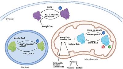 Post-translational Acetylation Control of Cardiac Energy Metabolism